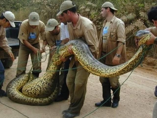 OMG, ये है दुनिया के सबसे बड़े और हैरान करने वाले जीव