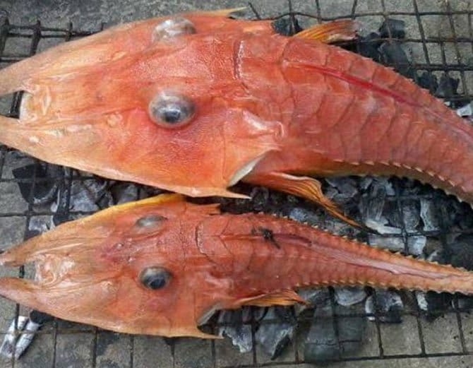 समुद्र के अंदर मछुआरे को मिला रहस्यमय जीव देखे फोटोज !