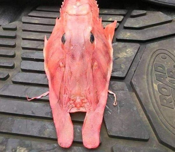 समुद्र के अंदर मछुआरे को मिला रहस्यमय जीव देखे फोटोज !