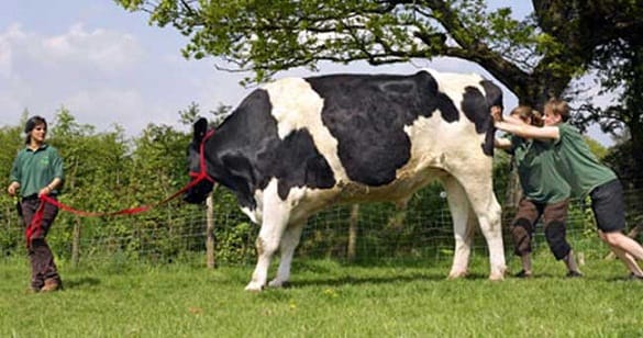 OMG, ये है दुनिया के सबसे बड़े और हैरान करने वाले जीव