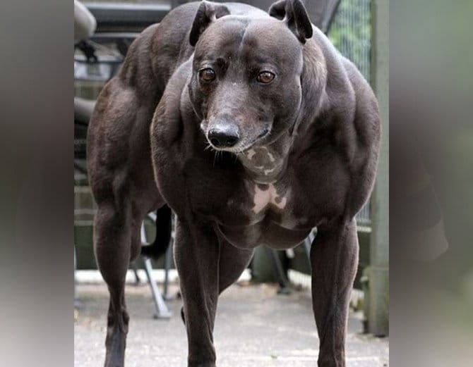 झूठ या सच? जानिए हैरान कर देने वाली Photos के पीछे की सच्चाई