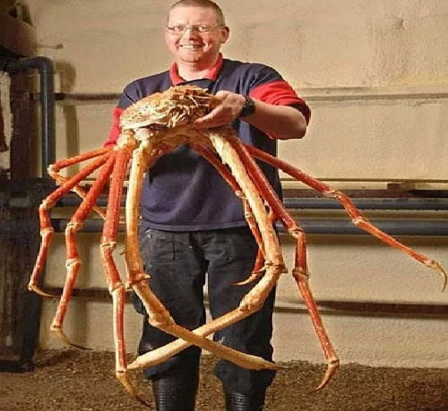 OMG, ये है दुनिया के सबसे बड़े और हैरान करने वाले जीव