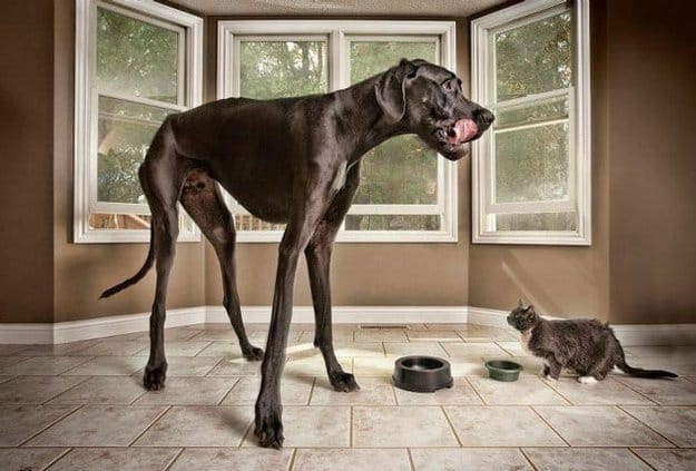 OMG, ये है दुनिया के सबसे बड़े और हैरान करने वाले जीव