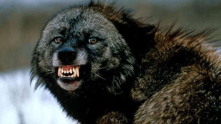 संसार के सबसे डरावने और घिनौने जानवर,कैसे और कौन