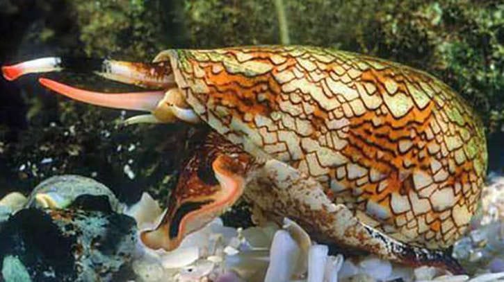 संसार के सबसे डरावने और घिनौने जानवर,कैसे और कौन