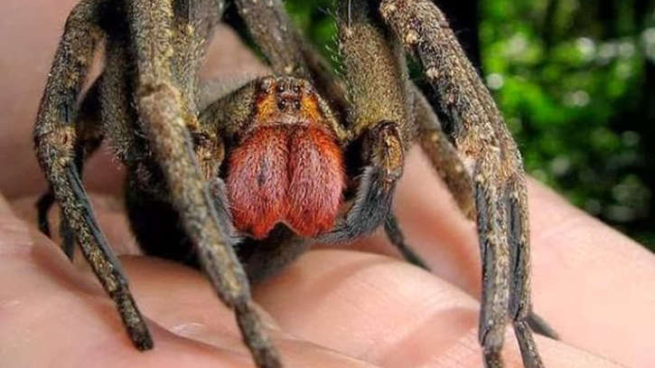 संसार के सबसे डरावने और घिनौने जानवर,कैसे और कौन