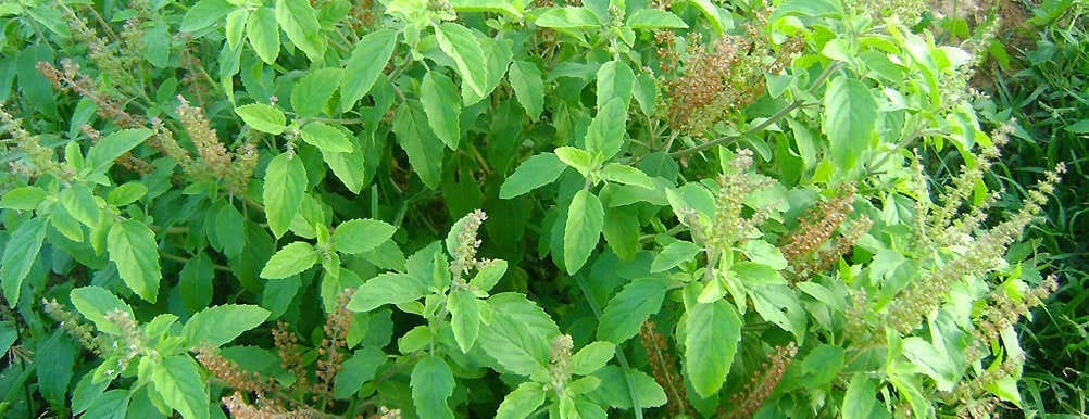 इन 16 मान्यताओं को अन्धविश्वास समझते आये होंगे, अब इनके पीछे के वैज्ञानिक कारण भी जान लो