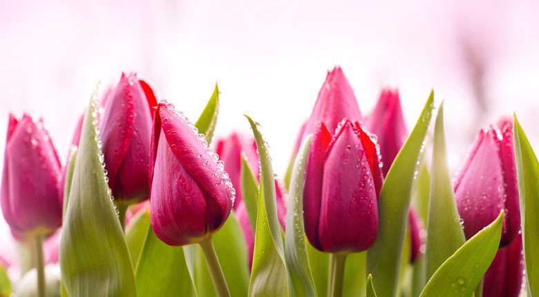 ये हैं दुनिया के 10 सबसे सुंदर फूल! शायद ही आप जानते हों