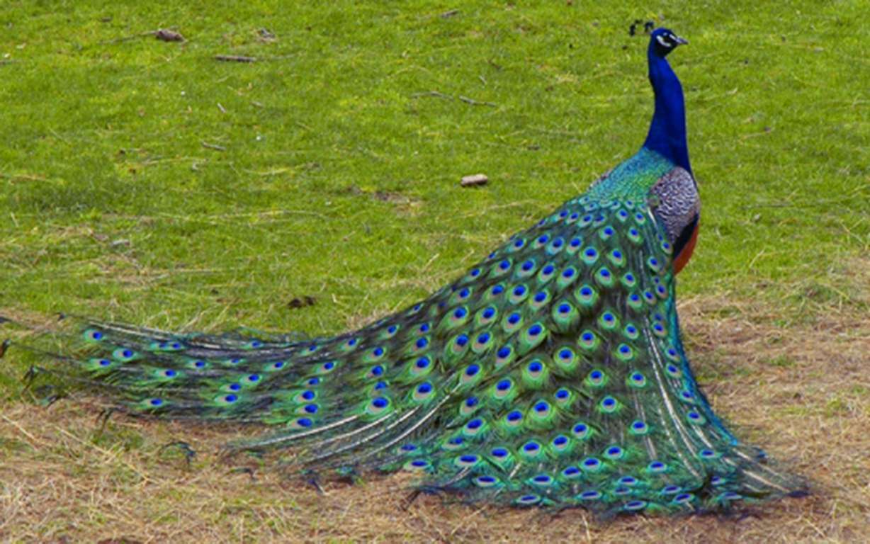 मोर से जुड़े कुछ मजेदार और रोचक तथ्य -Some fun and interesting facts related to peacocks -