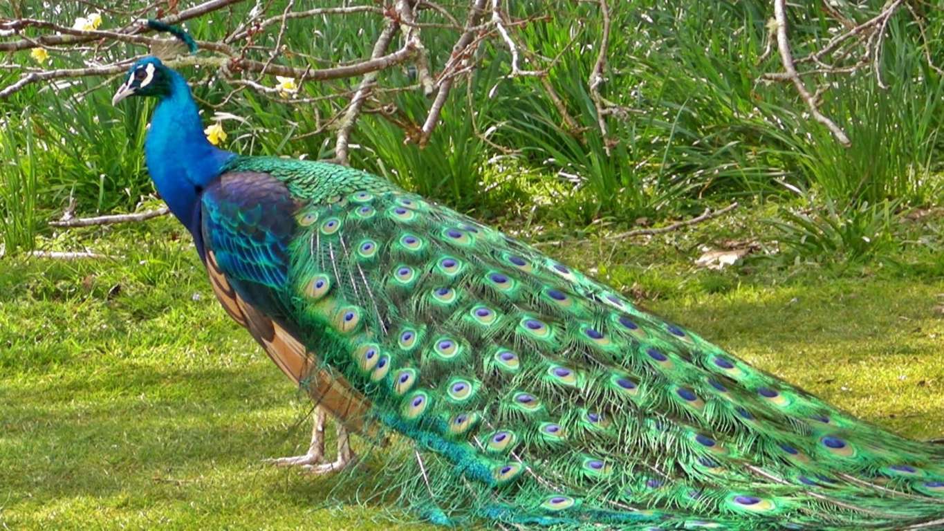 मोर से जुड़े कुछ मजेदार और रोचक तथ्य -Some fun and interesting facts related to peacocks -